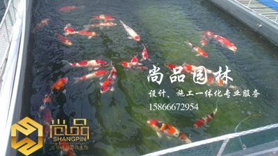 錦鯉養(yǎng)殖：公司錦鯉養(yǎng)殖基地